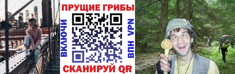 как найти закладки Нерехта Псилоцибиновые грибы Cubensis